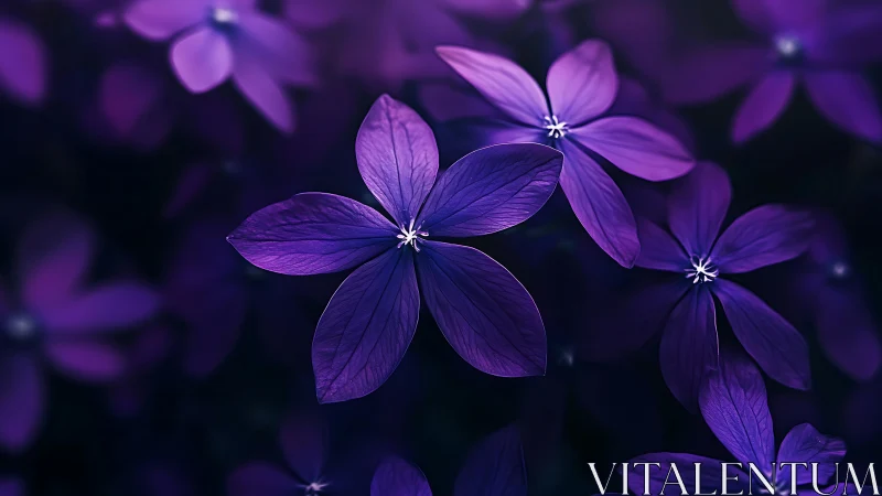Vibrant Purple Flowers in Soft Focus Light.