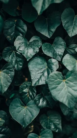 Dark green heart shaped leaves are covered with raindrops