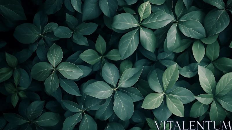 Overhead study of glossy periwinkle foliage in cool chromatic tones