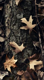 Dry oak leaves lie on textured tree bark in muted light