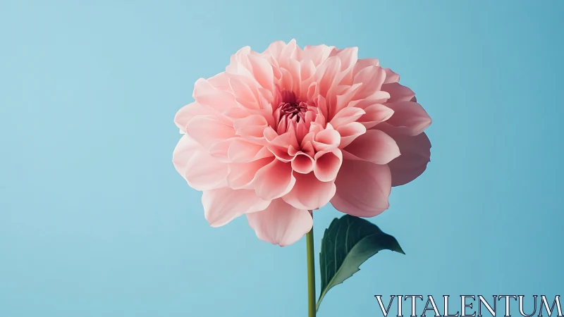 Pink dahlia with layered petals against turquoise background.