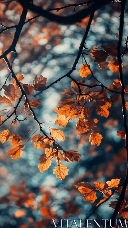 Soft autumn leaves glow gently against a dreamy forest sky