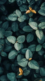 Golden leaves glow gently against deep green foliage carpet