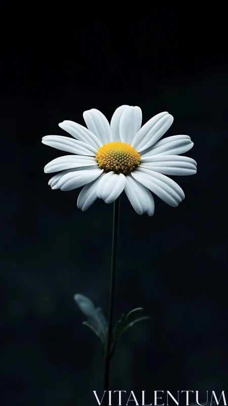 White Daisy with Yellow Center Against Dark Background