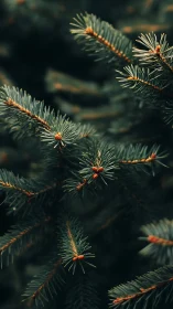 Evergreen needles whisper in moody forest twilight hush.