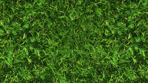 Dense green grass texture under bright daylight illumination.