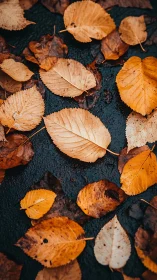 Autumn elm leaves on wet asphalt, shallow depth of field study
