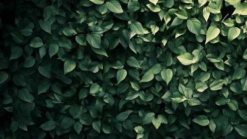 Dense overlapping green foliage forming uniform leaf surface.