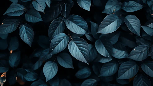 Moody teal foliage forms a calming, abstract natural pattern