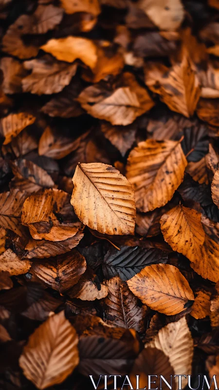 Dry brown leaves in dense overlapping ground coverage.