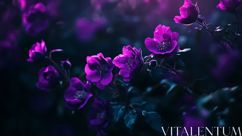 Radiant Purple Blooms Glow in Evening's Embrace.