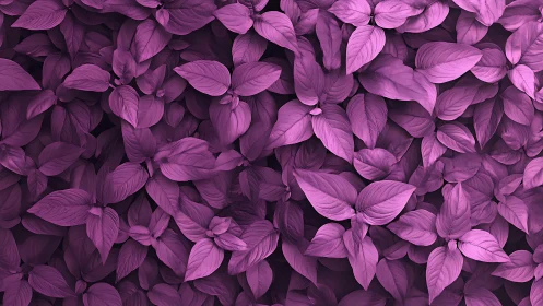 Monochromatic magenta foliage uniformly fills the image frame