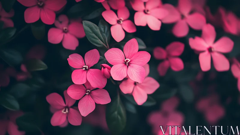 Pink five-petaled flowers with green foliage on dark background.