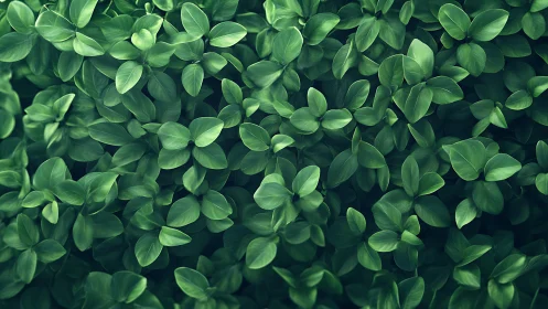 Dense overhead cluster of glossy green foliage leaves texture