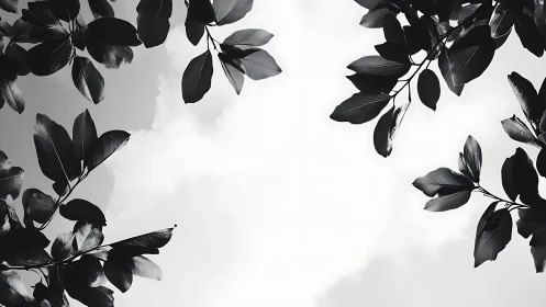 Black and white leafy branches framing cloudy sky scene.
