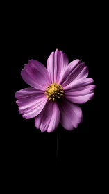 Purple cosmos flower with golden center on black background.