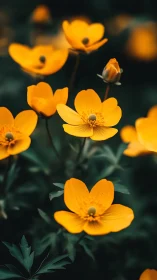 Yellow buttercup flowers with dark background and selective focus depth.