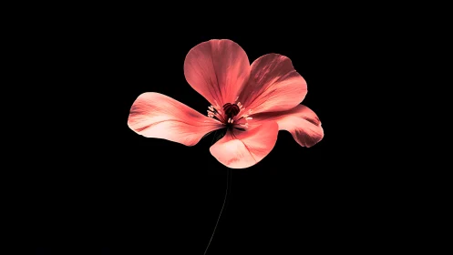 Delicate Poppy Bloom Glowing Against Darkness
