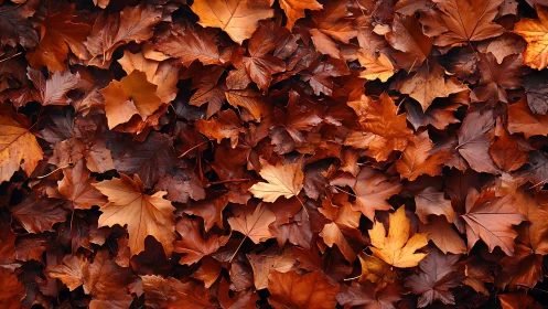 Wet autumn maple leaves form dense copper and gold carpet