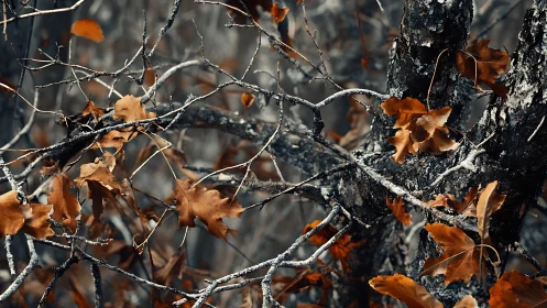 Autumn oak leaves on tangled branches in moody, desaturated style.