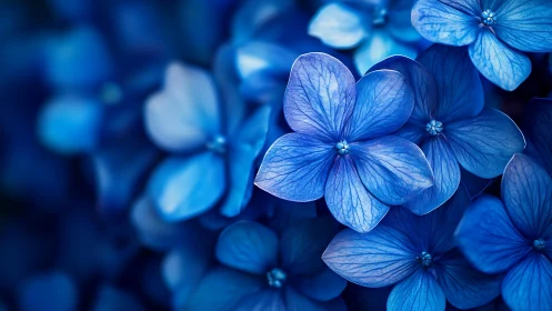 Small blue flowers with delicate translucent petals in shallow depth field.