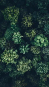 Pristine Forest Canopy From Above: Nature's Breathtaking Green Tapestry