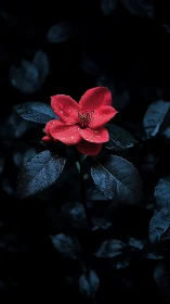 Crimson Bloom Against Midnight Foliage: Contrast Study.