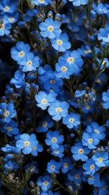 Forget-Me-Not Flowers in Full Bloom