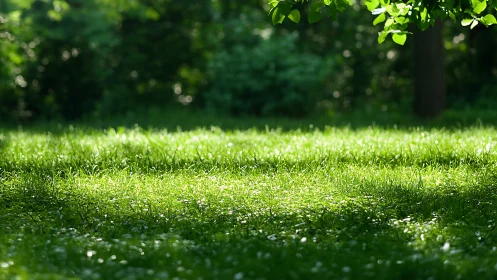 Sunlit Green Grass Meadow in Soft Focus Natural Photography.