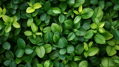 Lush green leaves in natural sunlight, vibrant close-up photo.