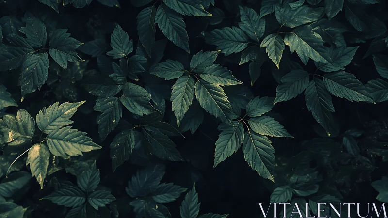 Midnight forest leaves quietly choreograph pools of shadow