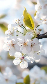 White Spring Blossoms Capture Sunlight's Pure Warmth