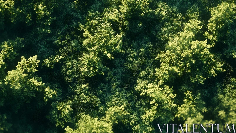 Sunlit Forest Canopy Top View in Lush Realistic Style.