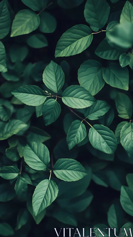Dense green foliage with overlapping leaves in soft focus.