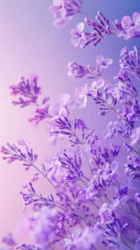 Purple Lilac Flowers in Soft Focus Against Gradient Background.