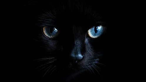 High-contrast black cat portrait with luminous blue eyes against deep darkness