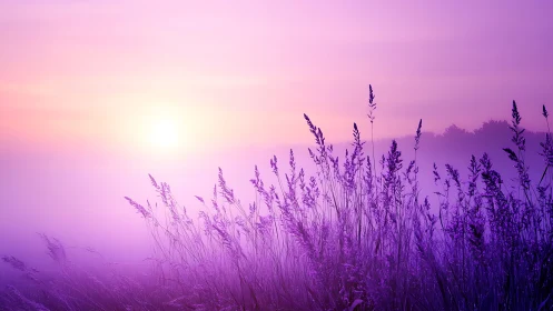 Misty Sunrise Over a Lavender Field in Soft Pastel Tones.