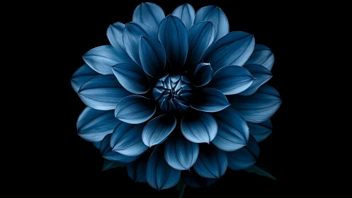 Blue Dahlia Bloom Against Black: Layered Petals in Chiaroscuro