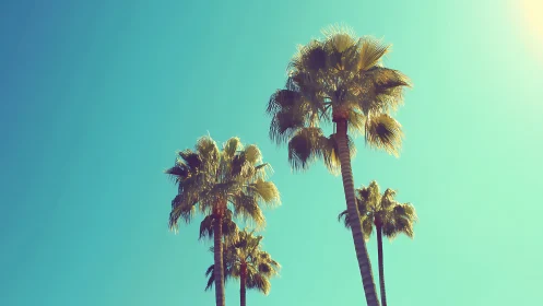 Sunlit palm trees sway gently beneath a tranquil turquoise sky