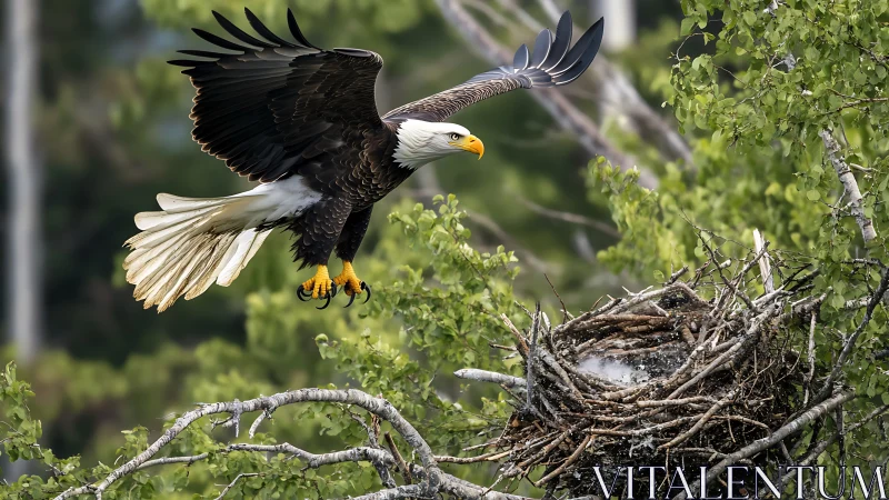 Majestic bald eagle approaching nest in vivid nature photography.