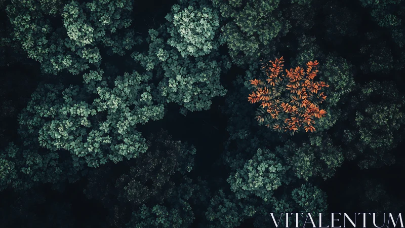 Solitary orange tree crowns deep green forest canopy