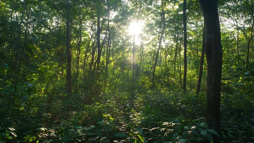 Radiant forest canopy with sunlit clearing.