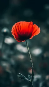 Red Poppy Bloom: Luminous Floral Composition Against Softened Background