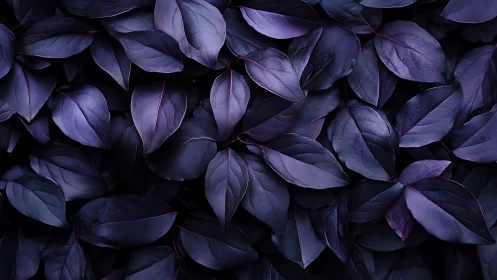 Overlapping dark purple foliage forms a dense uniform layer
