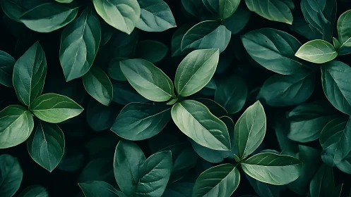 Botanical overhead study of layered dark green foliage cluster.
