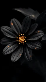 Black Flower with Golden Center Against Dark Background.