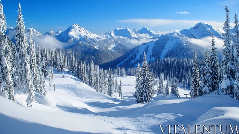 Snow covered conifer forest in alpine mountain basin.