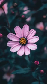 Pink Cosmos Flower in Full Bloom
