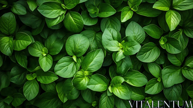 Uniform overhead view shows dense cluster of green leaves