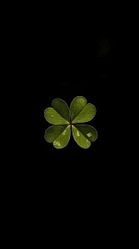 Isolated six leaf clover rosette on pure black negative space